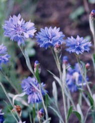 "Rukkilill" (cornflower)