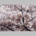 sakura.jpg
